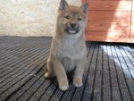 Cuccioli Shiba Inu - Foto n. 4