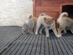 Cuccioli Shiba Inu - Foto n. 5