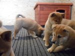 Cuccioli Shiba Inu - Foto n. 6