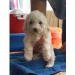 Vendo Cuccioli Maltese due Femmine Disponibili 650 € - Foto n. 1