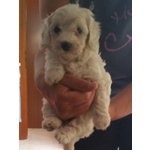 Vendo Cuccioli Maltese due Femmine Disponibili 650 € - Foto n. 2