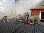 Cuccioli Shiba Inu - Foto n. 9