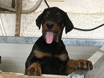 Cucciolo di Dobermann - Foto n. 1