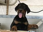 Cucciolo di Dobermann