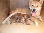 Cuccioli Shiba Inu - Foto n. 10