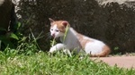 Adorabili Gattini di 2 mesi in Regalo. - Foto n. 2