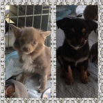 Cuccioli di Chihuahua