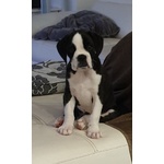 Disponibile Cucciola di Boxer alta Genealogia - Foto n. 1