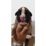 Cuccioli di Boxer alta Genealogia