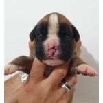 Cuccioli di Boxer alta Genealogia - Foto n. 2