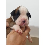 Cuccioli di Boxer alta Genealogia - Foto n. 6