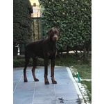 🐶 Dobermann maschio di 6 anni e 10 mesi in accoppiamento a Modena (MO) e in tutta Italia da privato