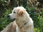 Disponibili Bellissimi Cuccioli Golden Retriever - Foto n. 2