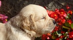 Disponibili Bellissimi Cuccioli Golden Retriever - Foto n. 1