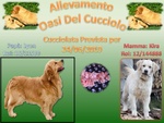 Disponibili Bellissimi Cuccioli Golden Retriever - Foto n. 3