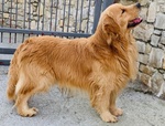 Disponibili Bellissimi Cuccioli Golden Retriever - Foto n. 4