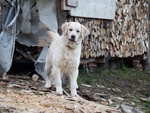 Disponibili Bellissimi Cuccioli Golden Retriever - Foto n. 6