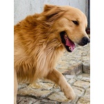 Disponibili Bellissimi Cuccioli Golden Retriever - Foto n. 7