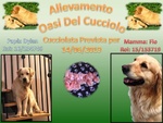 Disponibili Bellissimi Cuccioli Golden Retriever - Foto n. 2