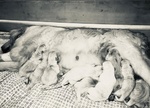 Disponibili Bellissimi Cuccioli Golden Retriever - Foto n. 5