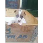 Cuccioli jack Russell