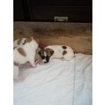 Cuccioli jack Russell - Foto n. 2