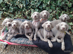 Meravigliosi Cuccioli di Weimaraner con Pedigree - Foto n. 3