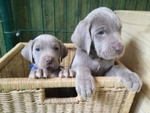 Meravigliosi Cuccioli di Weimaraner con Pedigree - Foto n. 4