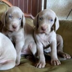 Meravigliosi Cuccioli di Weimaraner con Pedigree - Foto n. 1