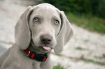 Meravigliosi Cuccioli di Weimaraner con Pedigree - Foto n. 5