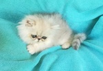 Cuccioli di Gatto Persiano Chinchilla Silver Shaded - Foto n. 1