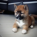 Cuccioli Shiba Inu