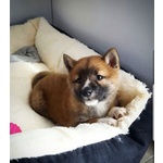 Cuccioli Shiba Inu - Foto n. 2