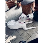 🐶 Dogo Argentino femmina di 7 anni e 1 mese in adozione a Milano (MI) e in tutta Italia da privato