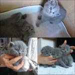 Gattini Scottish fold e Straight