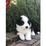 Cuccioli di Border Collie