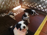 Cuccioli di Border Collie - Foto n. 5