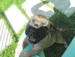 Bullmastiff Ultimo Cucciolo Disponibile - Foto n. 3