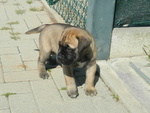 Bullmastiff Ultimo Cucciolo Disponibile - Foto n. 4