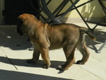 Bullmastiff Ultimo Cucciolo Disponibile - Foto n. 5