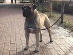 Bullmastiff Ultimo Cucciolo Disponibile - Foto n. 7