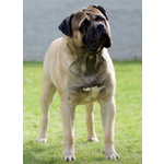 Bullmastiff Ultimo Cucciolo Disponibile - Foto n. 9