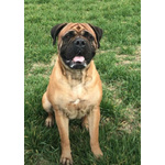 Bullmastiff Ultimo Cucciolo Disponibile - Foto n. 10