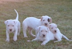 Dogo Argentino Cuccioli - Foto n. 1