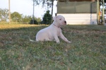 Dogo Argentino Cuccioli - Foto n. 2