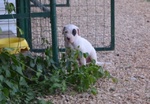 Dogo Argentino Cuccioli - Foto n. 3