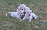 Dogo Argentino Cuccioli - Foto n. 4