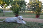 Dogo Argentino Cuccioli - Foto n. 5