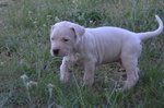 Dogo Argentino Cuccioli - Foto n. 6