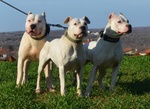 Dogo Argentino Cuccioli - Foto n. 7